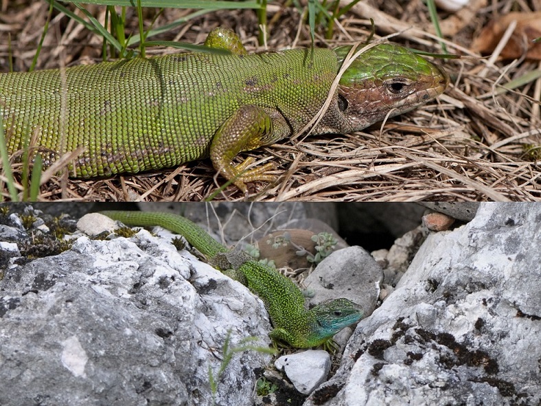 L. bilineata baby